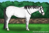 Horse Color:White Spotted Smoky Grullo Rabicano