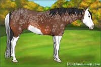 Horse Color:Bay Ice Splash 