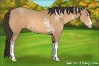 Horse Color:White Spotted Amber Champagne Splash 