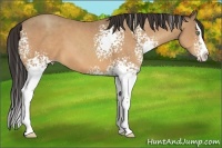 Horse Color:White Spotted Amber Champagne Splash 