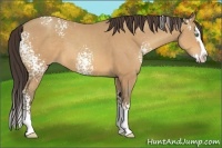 Horse Color:White Spotted Amber Champagne Splash 