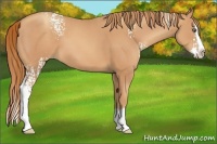 Horse Color:White Spotted Gold Champagne Splash