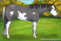 Horse Color:Smoky Blue Roan Splash Frame 