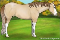 Horse Color:Bay Pearl Dun Splash 