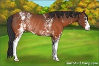 Horse Color:White Spotted Brown Sabino Rabicano