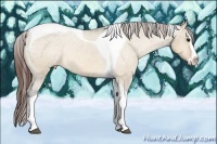 Horse Color:Bay Roan Dun Splash Tobiano Appaloosa Rabicano 