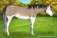 Horse Color:Bay Roan Dun Sabino Splash 