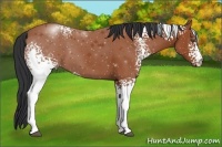 Horse Color:White Spotted Bay 