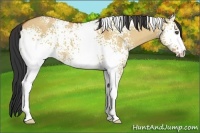 Horse Color:White Spotted Bay Dun 