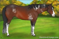 Horse Color:White Spotted Bay Sabino Splash