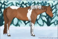 Horse Color:Chestnut Tobiano