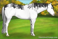 Horse Color:White Spotted Black Splash 