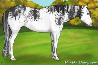 Horse Color:White Spotted Black Splash 