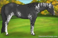 Horse Color:White Spotted Black Sabino
