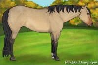 Horse Color:Bay Dun