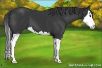 Horse Color:Black Sabino Splash 
