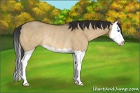 Horse Color:Bay Dun Splash Rabicano