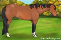 Horse Color:Bay Roan 