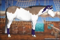 Horse Color:Buckskin Roan Splash Rabicano