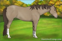 Horse Color:Classic Cream Champagne