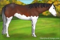 Horse Color:Bay Splash 