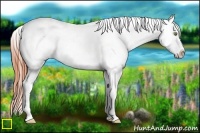 Horse Color:Amber Champagne Dun Appaloosa Rabicano 