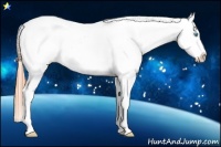 Horse Color:Buckskin Roan Pearl Sabino Splash Appaloosa Rabicano 