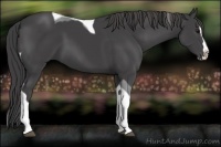 Horse Color:Smoky Black Sabino Splash Tobiano 