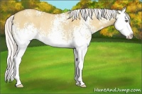 Horse Color:White Spotted Silver Classic Champagne Dun Splash Rabicano