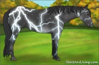 Horse Color:Black Sabino 