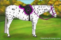 Horse Color:Brown Appaloosa