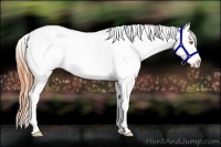 Horse Color:Amber Champagne Tobiano Appaloosa 