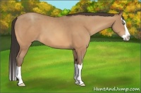Horse Color:Amber Champagne Splash 