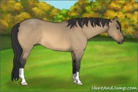 Horse Color:Buckskin Roan Dun 