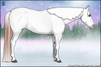 Horse Color:Brown Appaloosa 