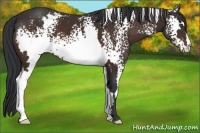 Horse Color:White Spotted Bay Frame