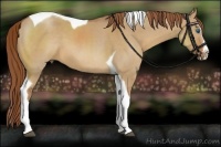 Horse Color:Red Dun Splash Tobiano Rabicano 