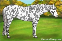 Horse Color:Blue Roan Splash Frame Appaloosa