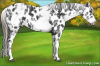 Horse Color:White Spotted Black Frame Appaloosa