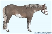 Horse Color:Silver Black Sabino 
