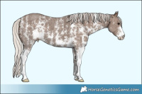 Horse Color:Silver Black Sabino 