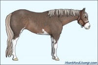 Horse Color:Silver Black Sabino