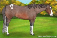 Horse Color:Bay Sabino Splash Appaloosa Rabicano