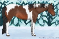 Horse Color:Bay Tobiano Rabicano