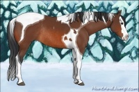 Horse Color:Bay Splash Tobiano Rabicano