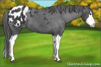 Horse Color:Black Sabino Splash Appaloosa 