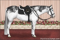 Horse Color:White Spotted Black Splash