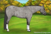 Horse Color:Smoky Grullo Roan 