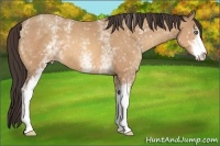 Horse Color:White Spotted Amber Champagne Sabino