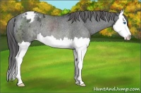 Horse Color:Blue Roan Sabino Splash Appaloosa Rabicano